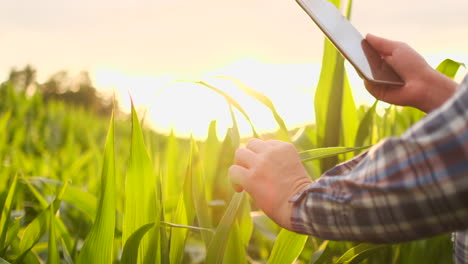 Bauer-Bei-Sonnenuntergang-Auf-Einem-Feld-Mit-Einem-Tablet-Computer.-Zeitlupe